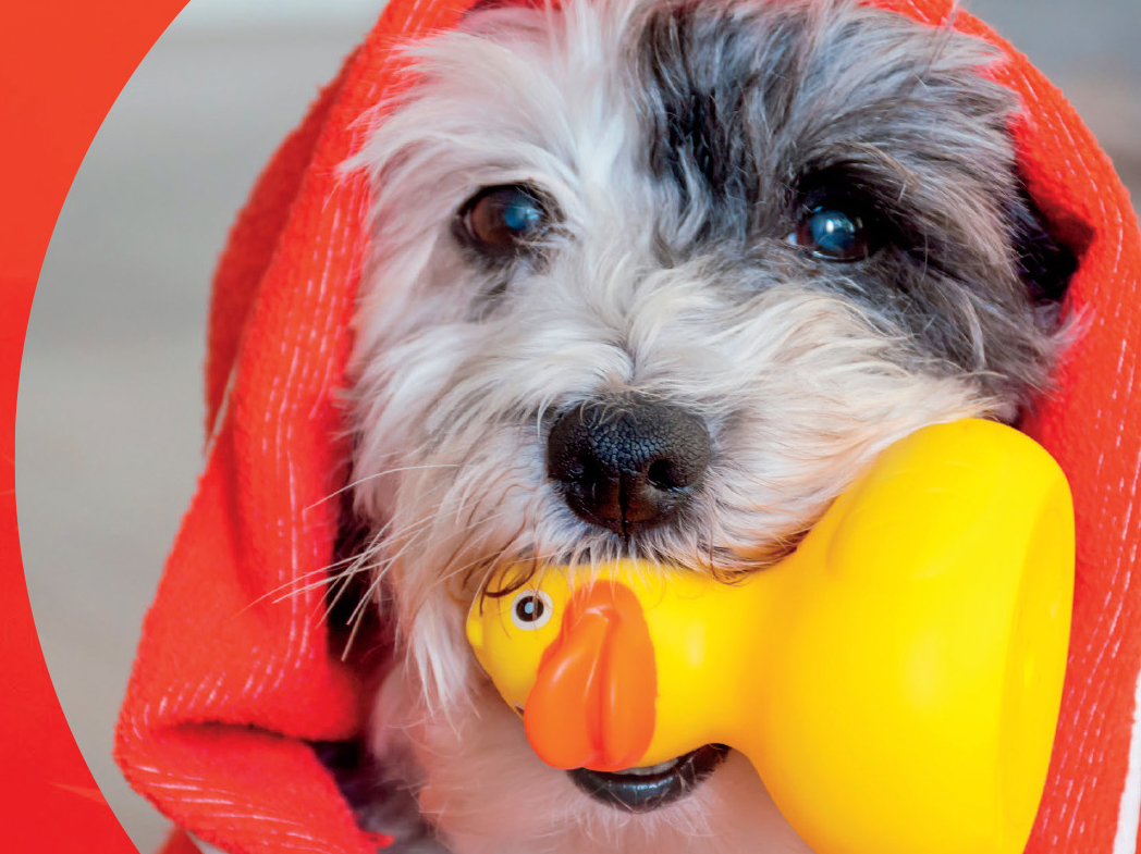 Posh Paws Grooming Salon & Posh Puppy Boutique Style Magazine