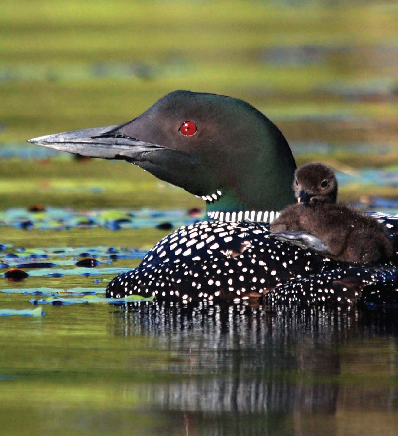 For the Love of Loons: Increasing Our Conservation Awareness