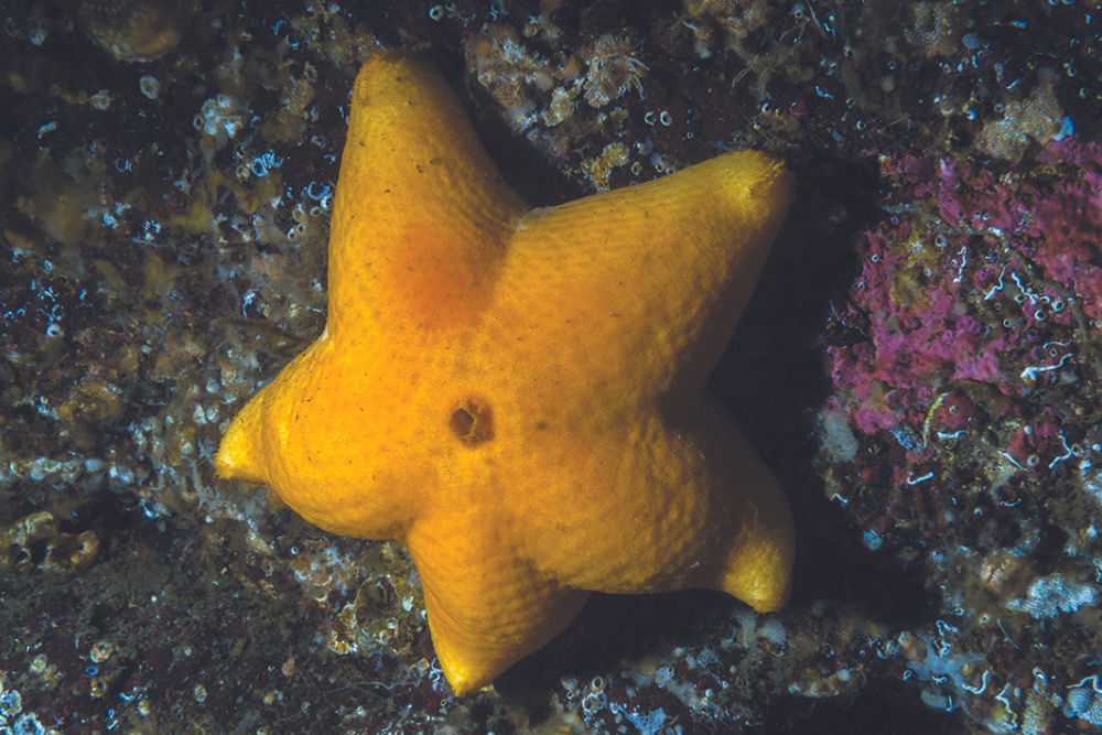 New Species Found in Deep-Sea Mining Zone | Natural Awakenings Magazine