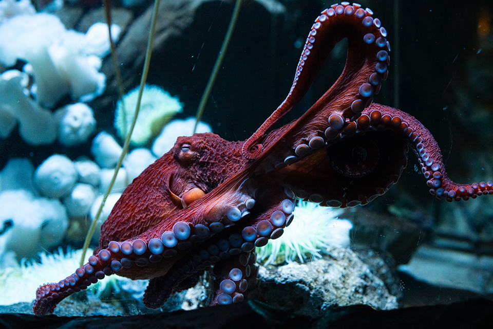 What’s new at the Aquarium? Penguins on TikTok, a new baby octopus and ...