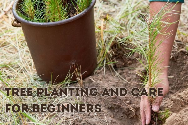 Tree Planting and Care for Beginners