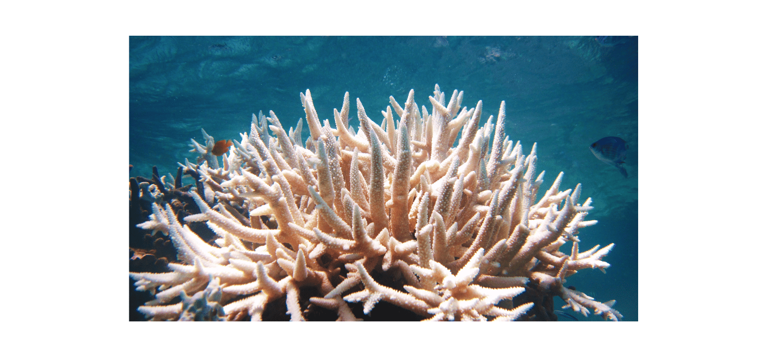 Mass Bleaching at the Great Barrier Reef | Natural Awakenings ...