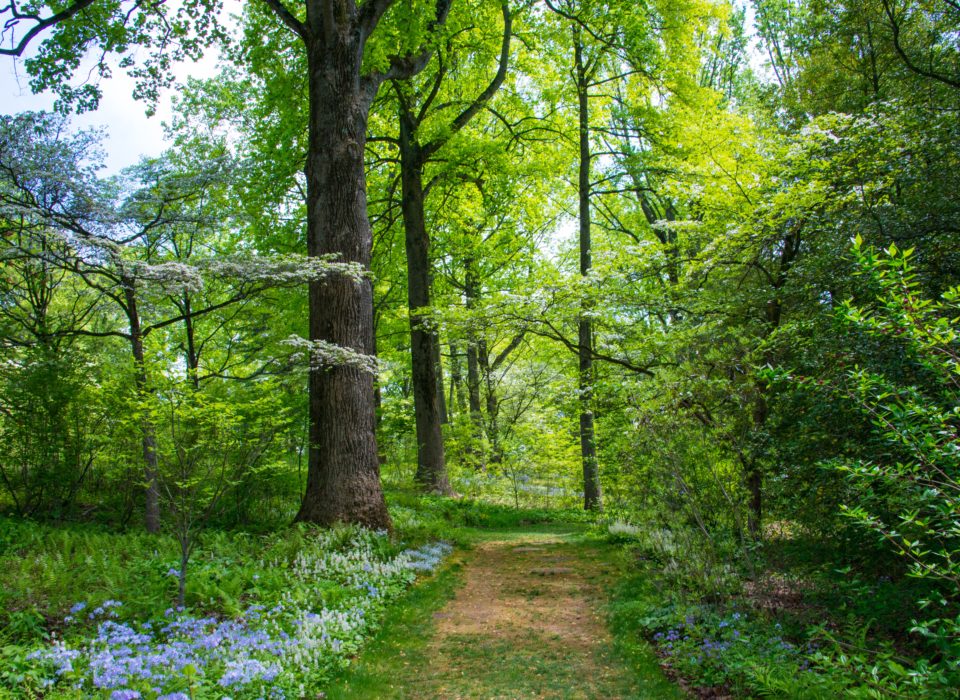 Planting the Woodland Edge