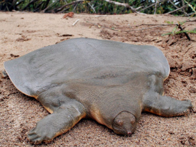 Rare Frog-Faced Turtle Found in India | Natural Sustainable Living Chicago