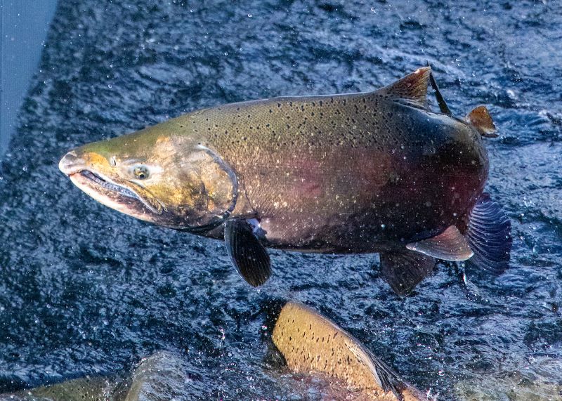 Supporting California’s Salmon Supply