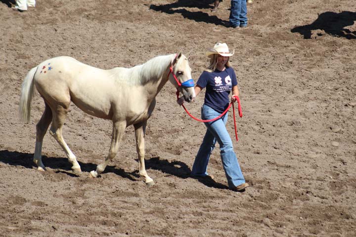 BLM and 4-H Mustang Training Program Builds Bonds and Skills at Eastern ...