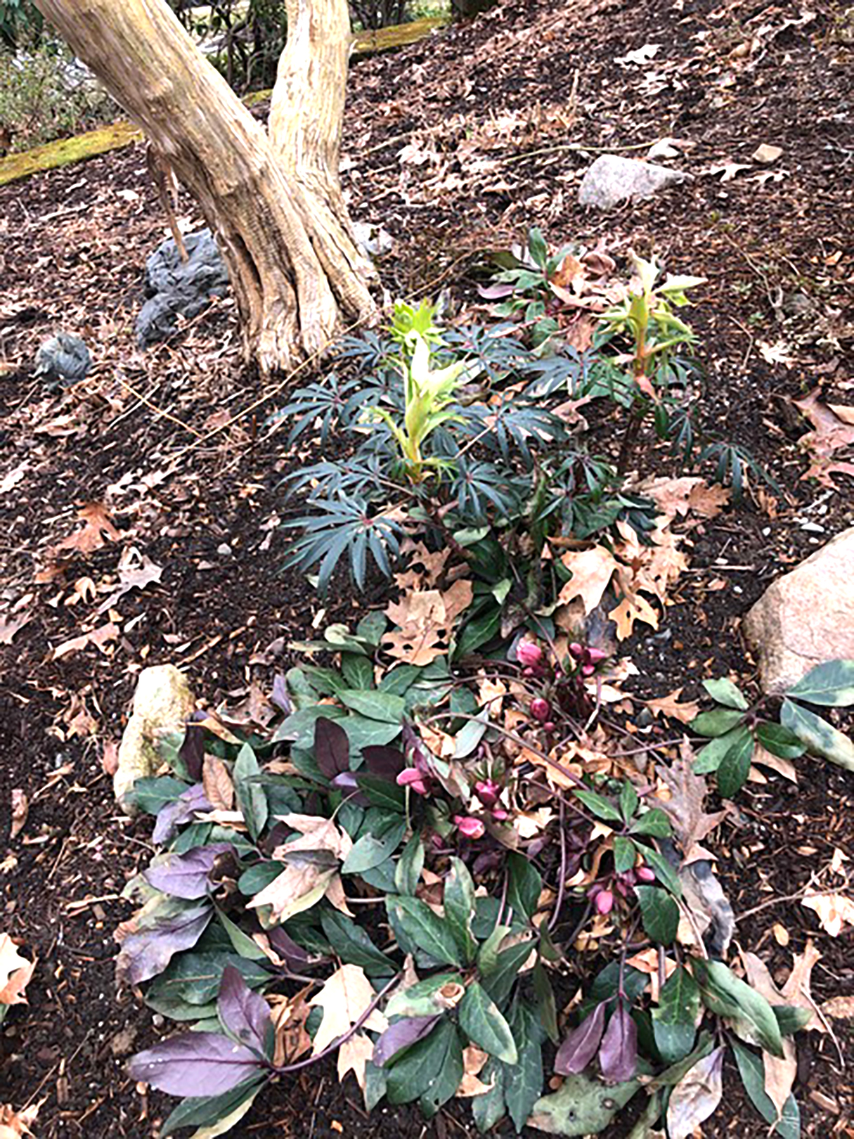 Ashland Garden Club: Waiting for Spring | Ashland - Local Town Pages