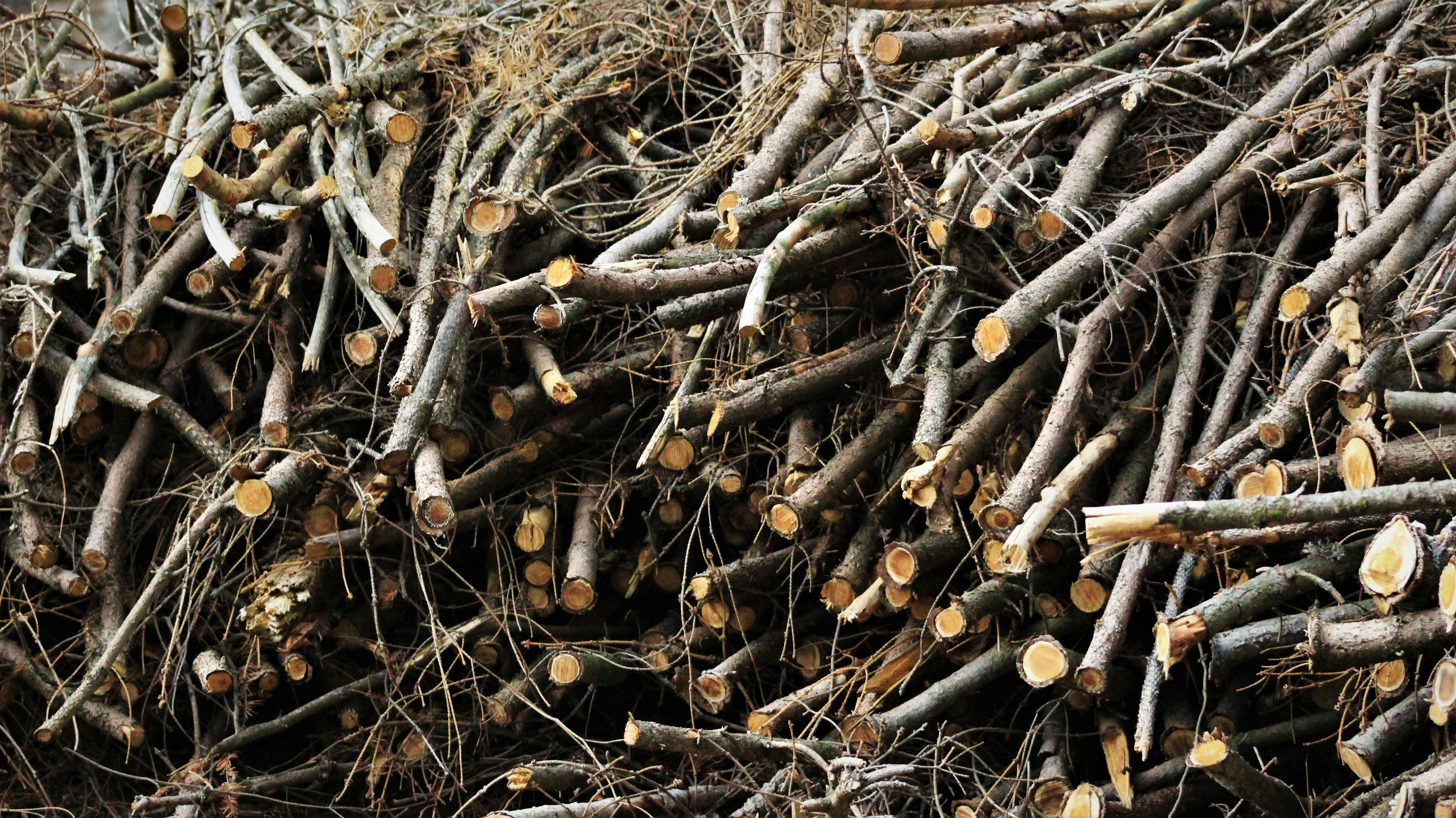 Cook County Reminds Public: Firewise Brush Drop-Off Sites Do Not ...