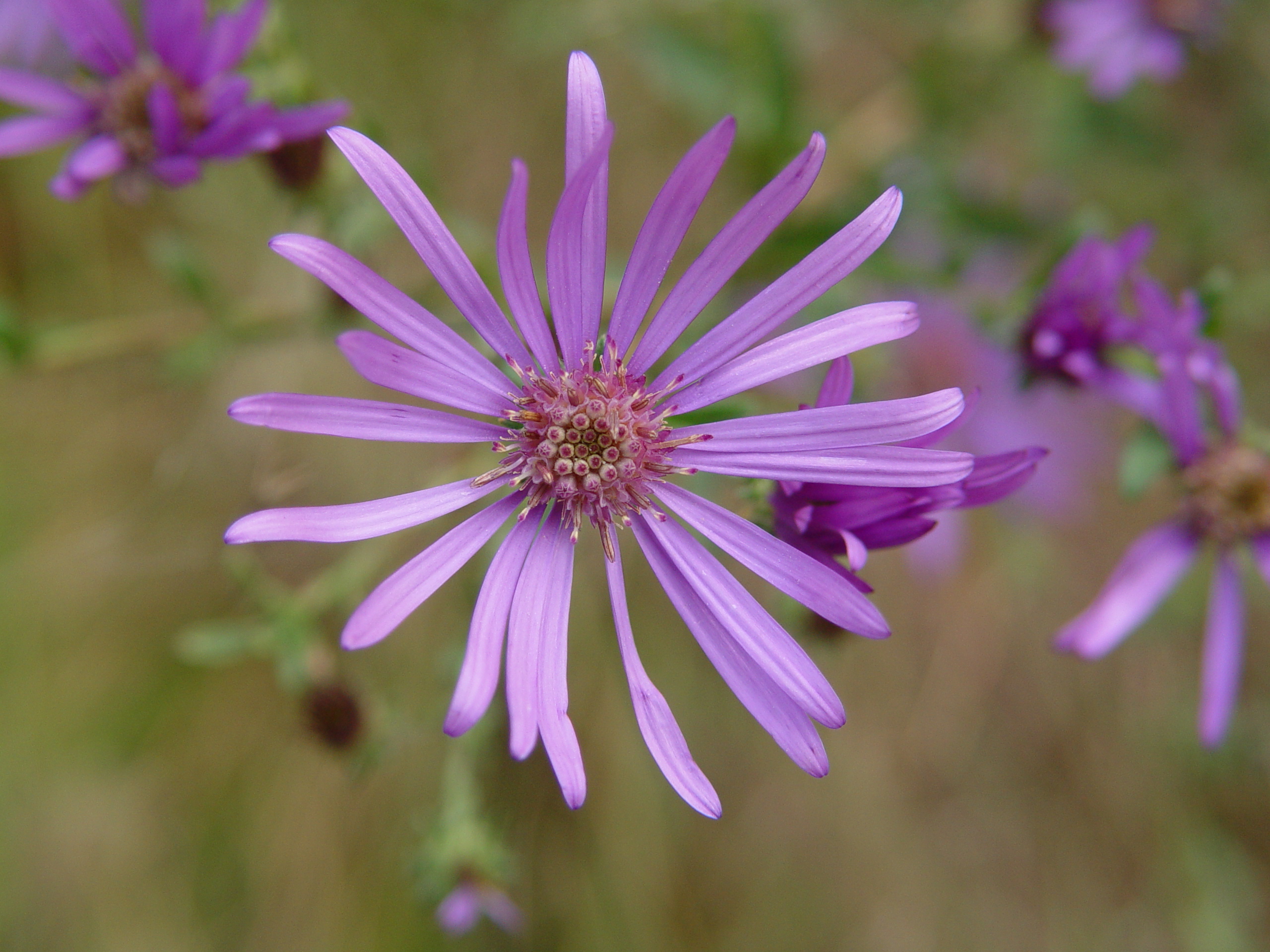 Amazing Asters