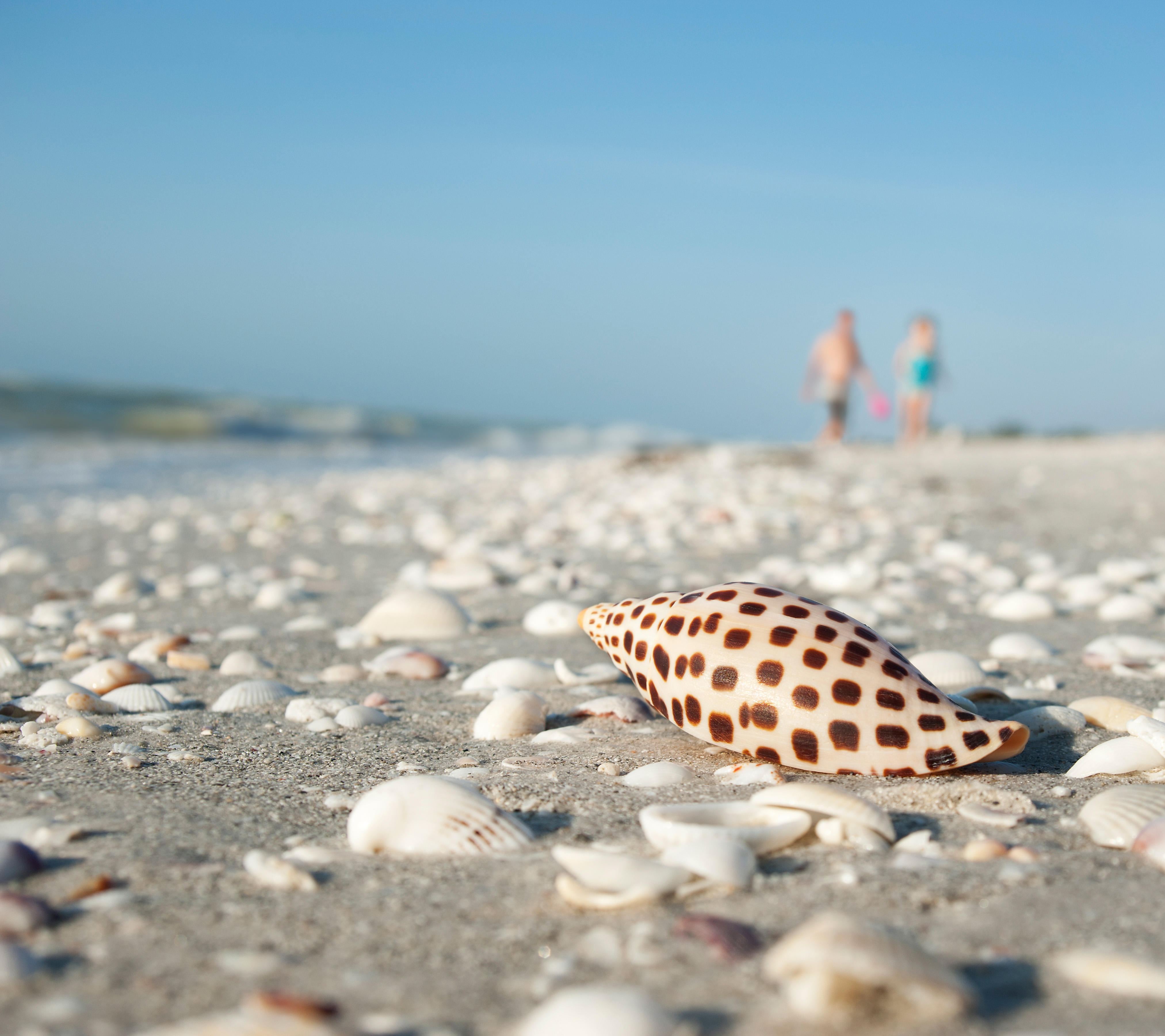 The Truth of a Junonia: Beautiful and Necessary for Survival | Times of ...