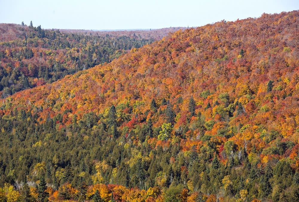 Four Minnesota Fall foliage hunting tips from the DNR's leaf color ...