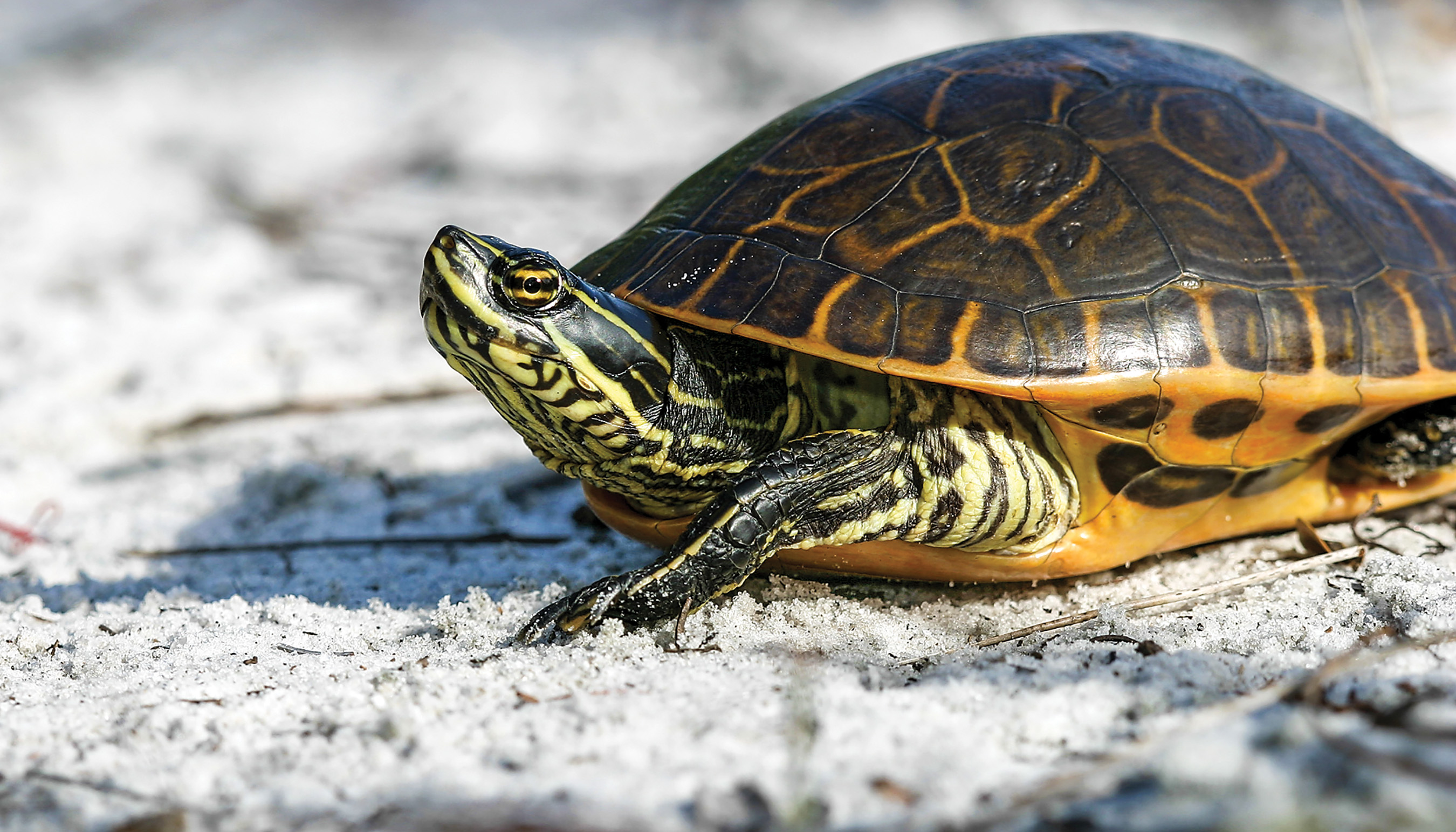 Florida Redbelly Turtle: Found only in Florida and extreme southeast ...