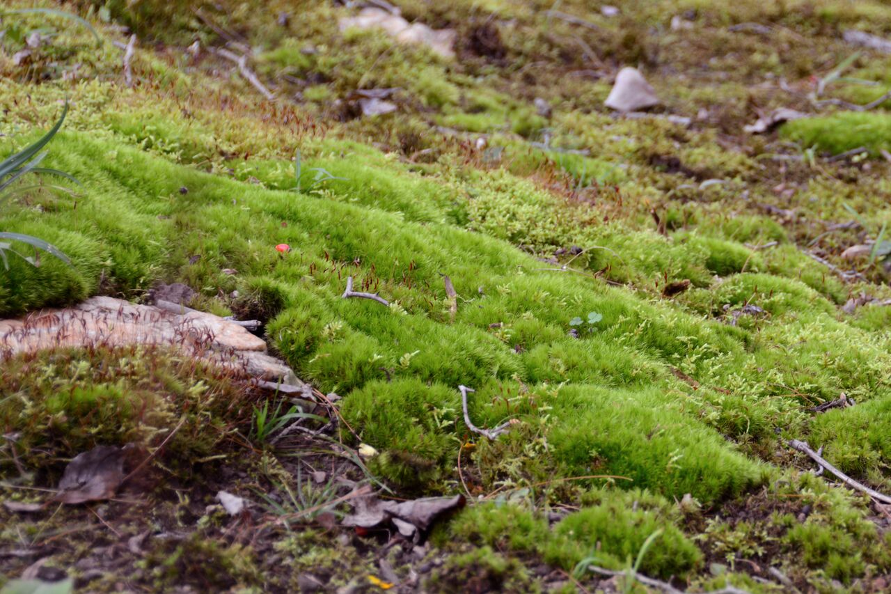 Adventures in Moss Gardening