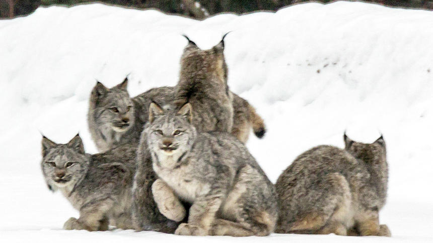 'I couldn't believe it': Tofte photographer stumbles on rare lynx ...