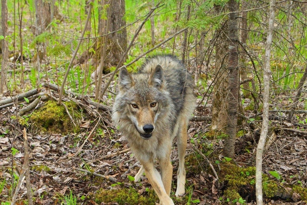 The secret lives of wolves: They fish and eat berries | Boreal ...