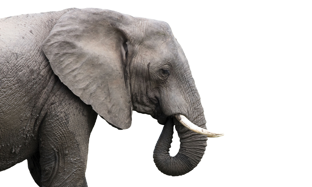 Brainy Beasts: Elephants Never Forget—What They Smell | Natural ...