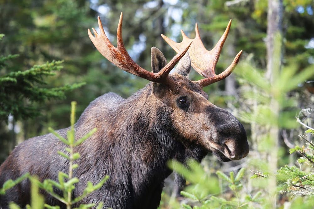 Crowdfunded research works to protect Minnesota's moose from brainworm ...