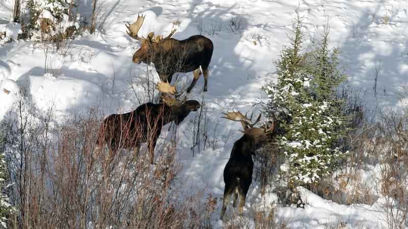 Aerial survey shows Minnesota moose population is stable | Boreal ...