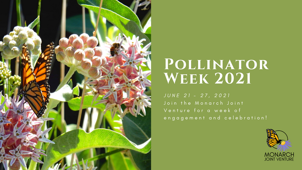 Pollinator Week 2021 | Natural Sustainable Living Chicago