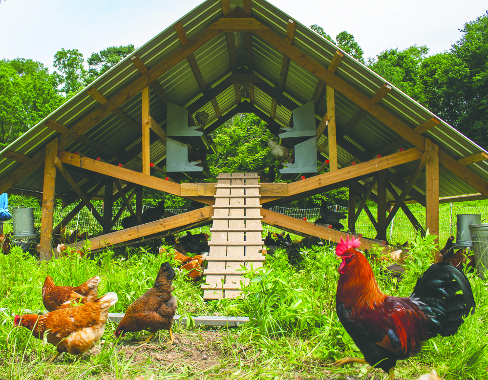 Millenium Feathernet Chicken Coop Installed at Fable: From Farm to ...