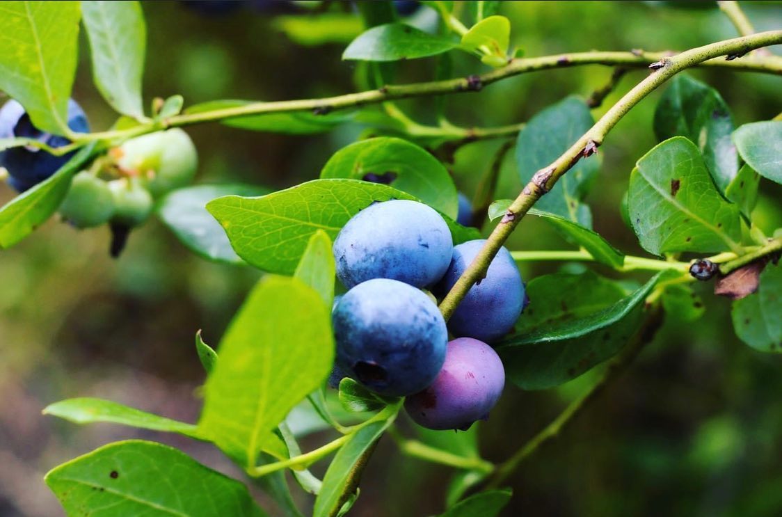 On The Farm: Jubilee Orchards celebrates 9th blueberry picking season ...